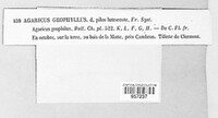 Inocybe geophylla image